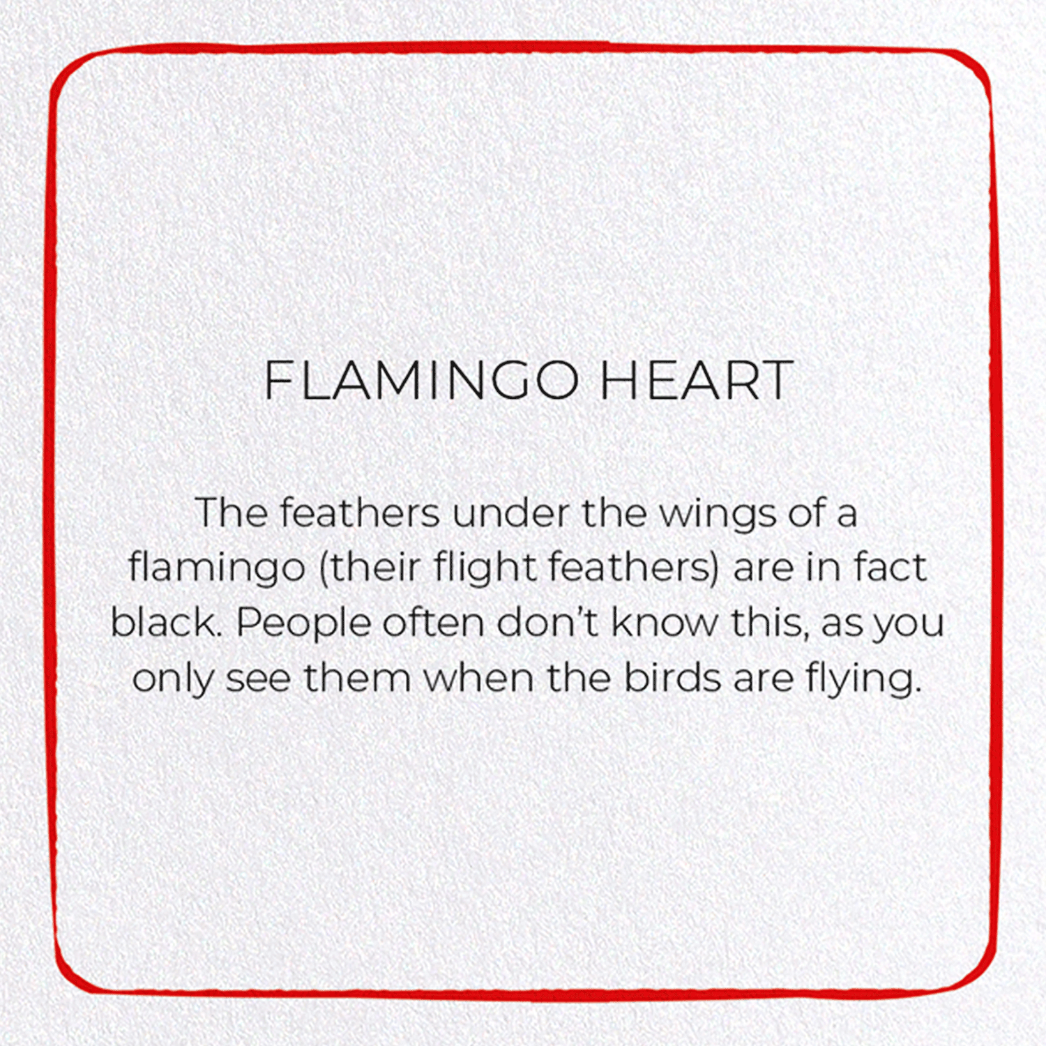 FLAMINGO HEART: Colourblock Greeting Card