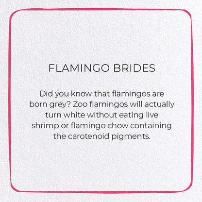 FLAMINGO BRIDES: Colourblock Greeting Card