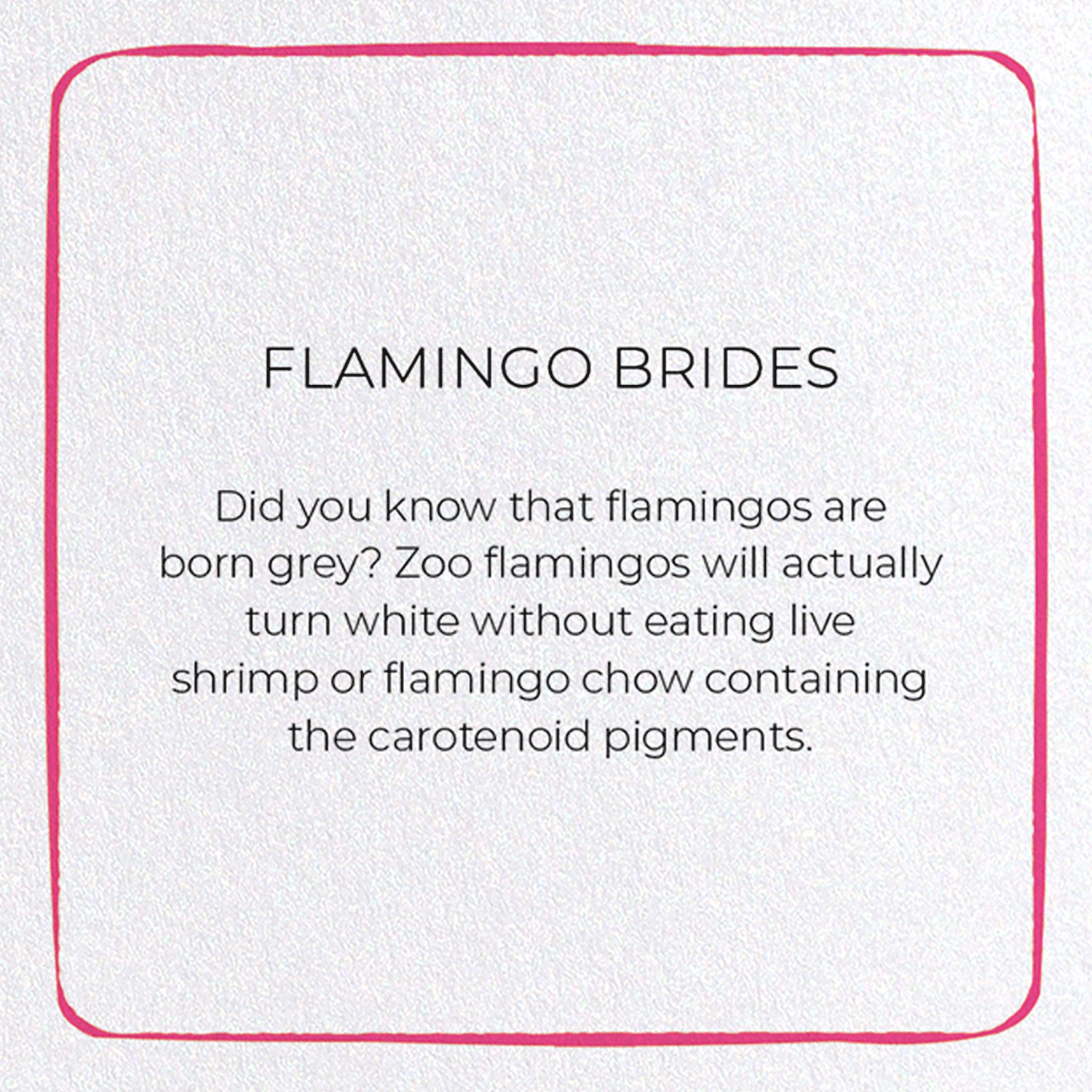 FLAMINGO BRIDES: Colourblock Greeting Card