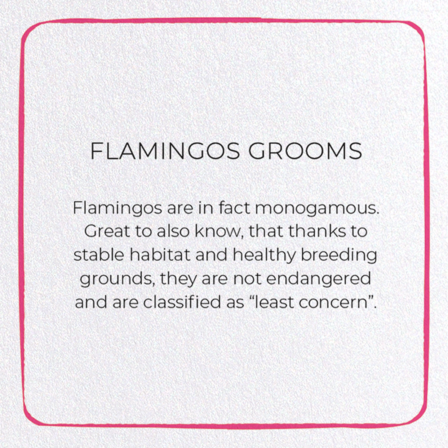 FLAMINGOS GROOMS: Colourblock Greeting Card