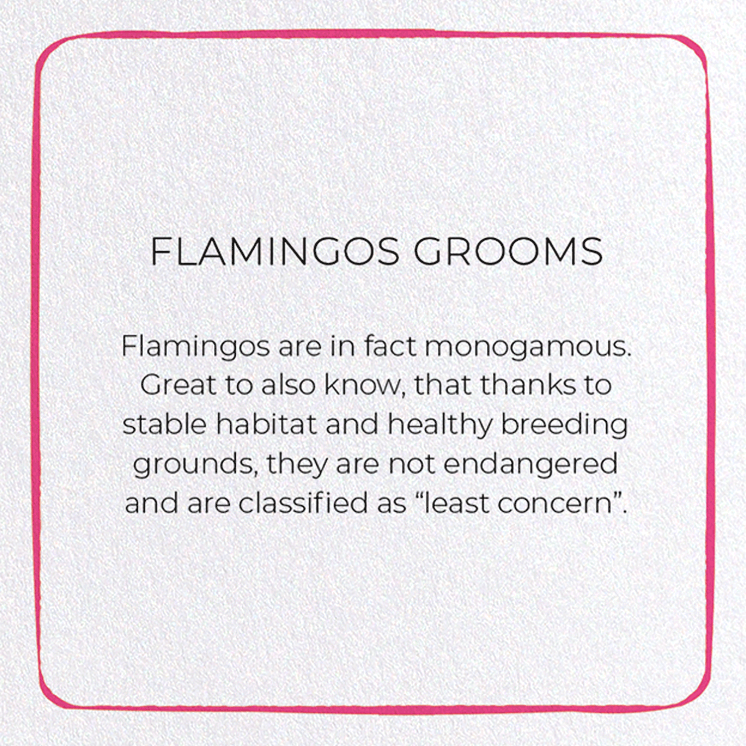 FLAMINGOS GROOMS: Colourblock Greeting Card