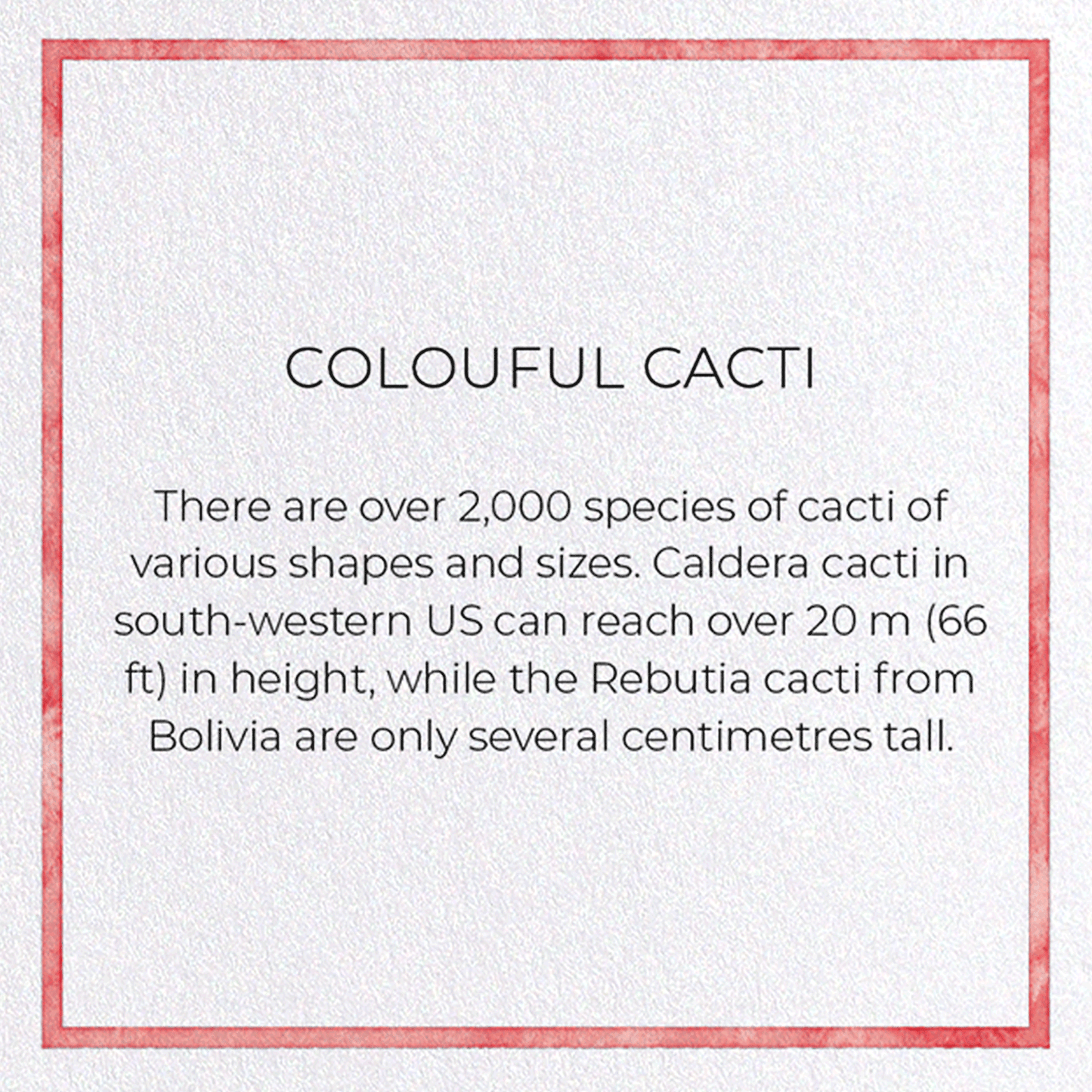 COLOURFUL CACTI: Painting Greeting Card