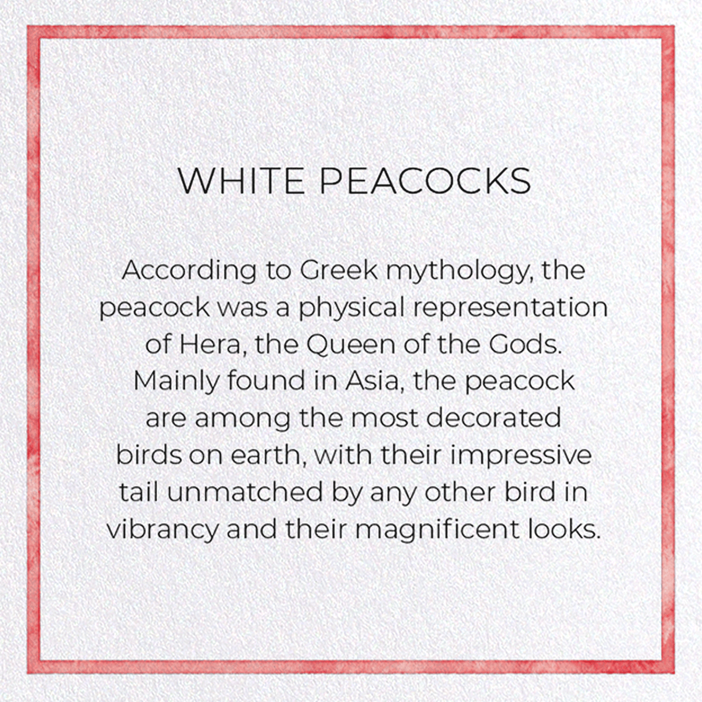 WHITE PEACOCKS: Pattern Greeting Card