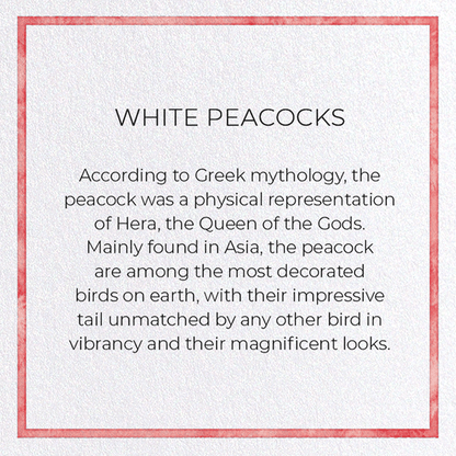 WHITE PEACOCKS: Pattern Greeting Card