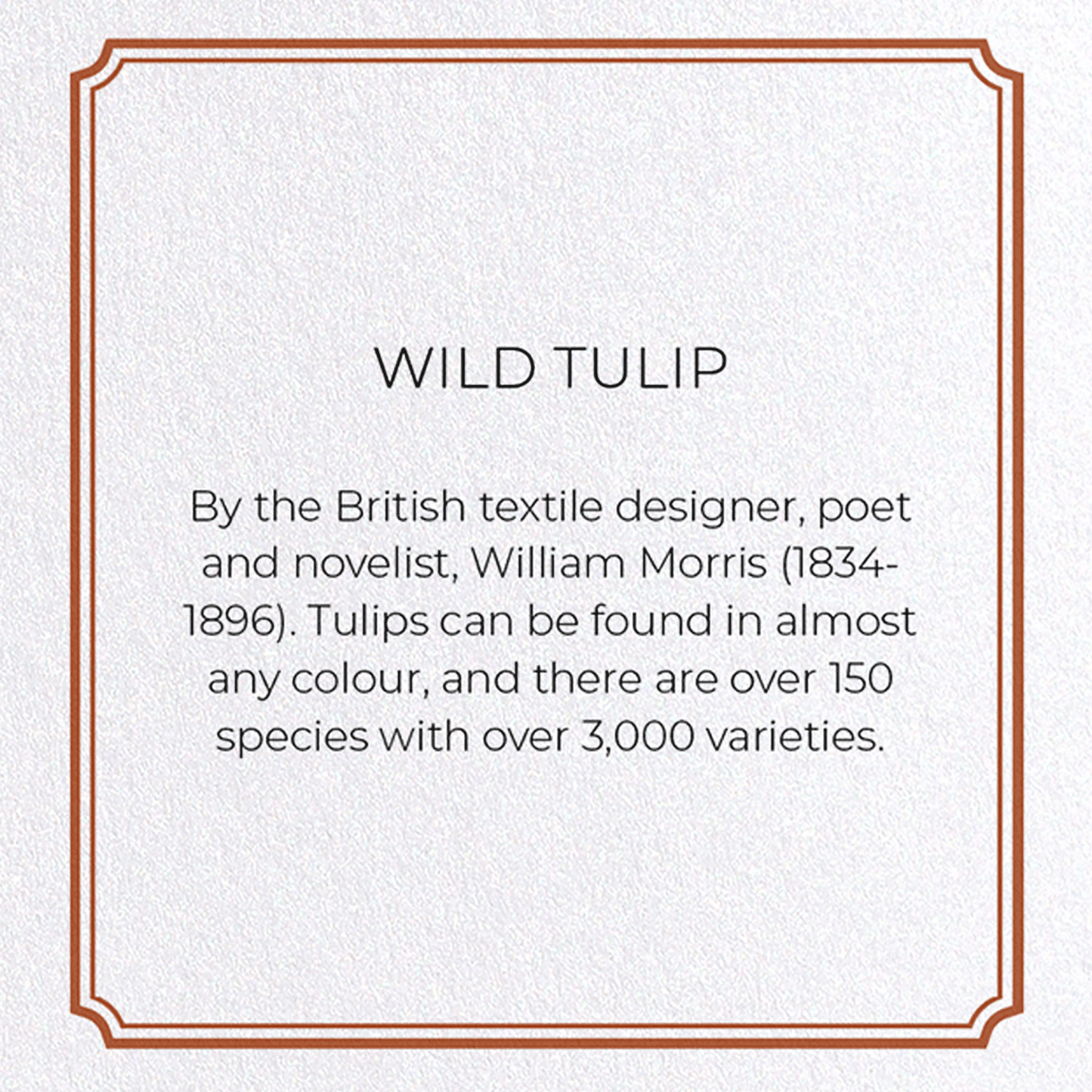 WILD TULIP: Pattern Greeting Card