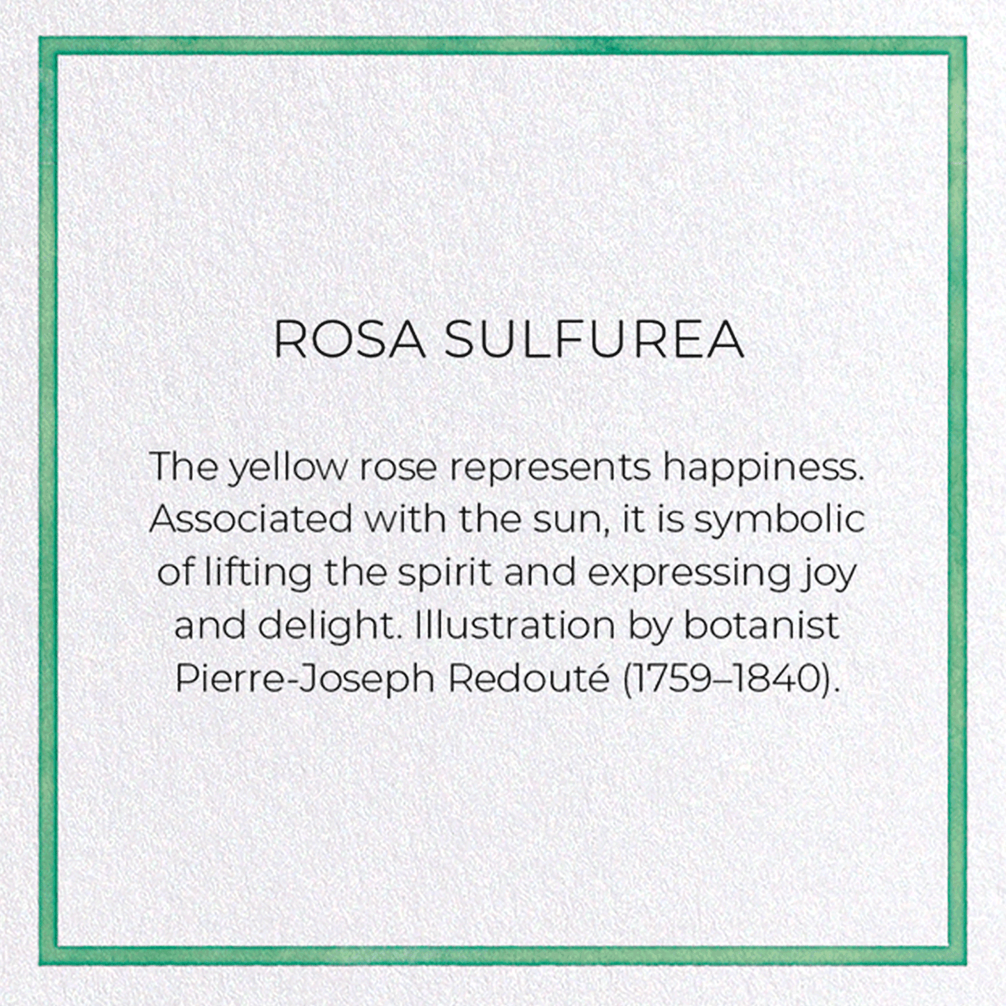 ROSA SULFUREA: Pattern Greeting Card