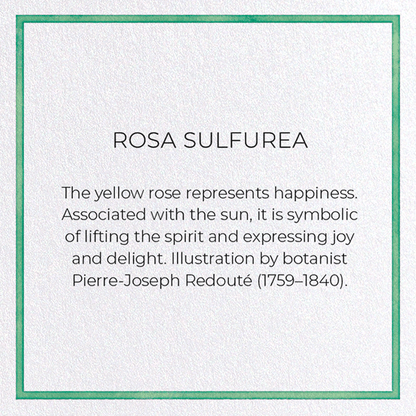ROSA SULFUREA: Pattern Greeting Card