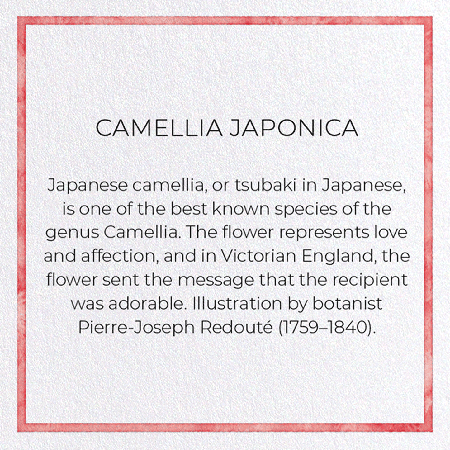 CAMELLIA JAPONICA: Pattern Greeting Card