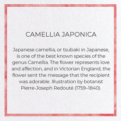 CAMELLIA JAPONICA: Pattern Greeting Card