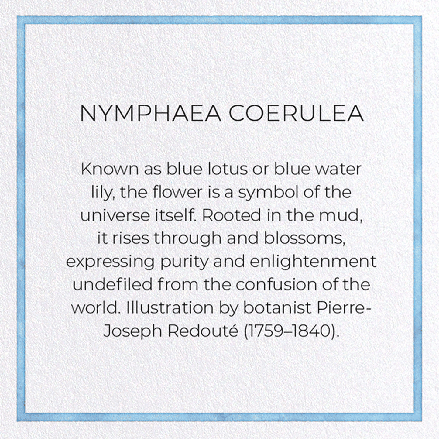 NYMPHAEA COERULEA: Pattern Greeting Card