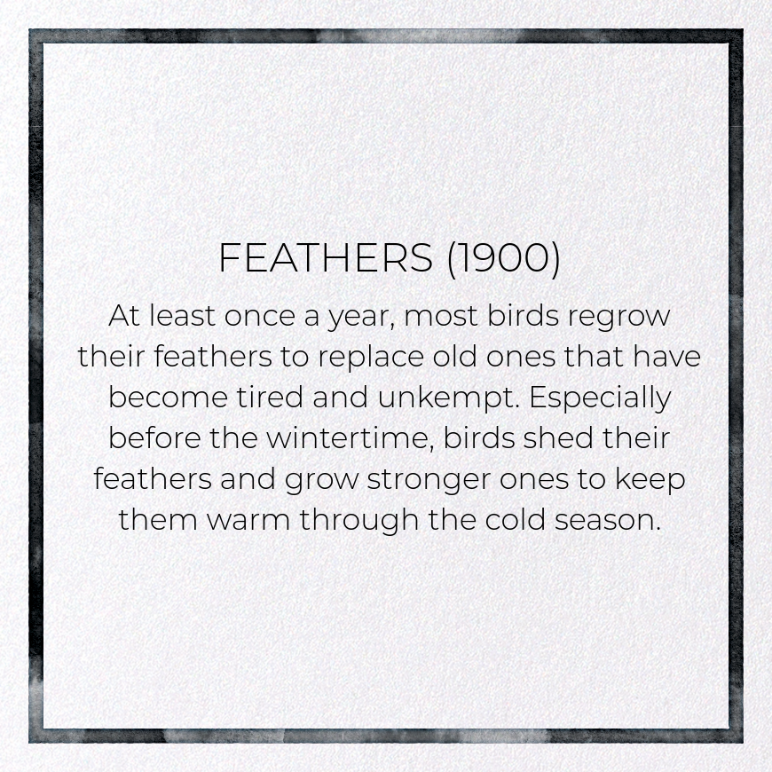 FEATHERS (1900): Painting Greeting Card