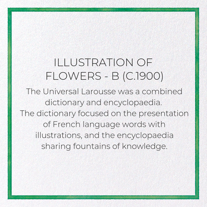 ILLUSTRATION OF FLOWERS - B (C.1900): Painting Greeting Card