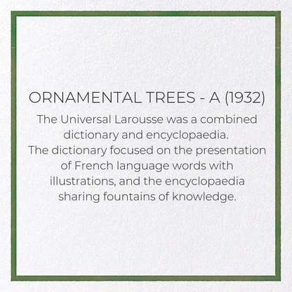 ORNAMENTAL TREES - A (1932): Painting Greeting Card