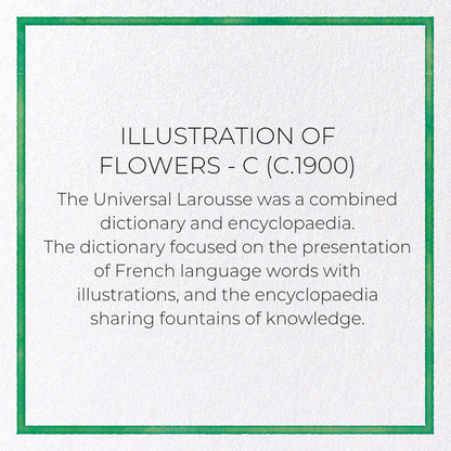 ILLUSTRATION OF FLOWERS - C (C.1900): Painting Greeting Card