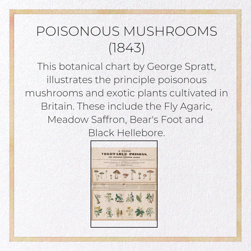 POISONOUS MUSHROOMS (1843): Botanical Greeting Card