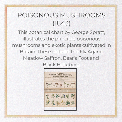 POISONOUS MUSHROOMS (1843): Botanical Greeting Card
