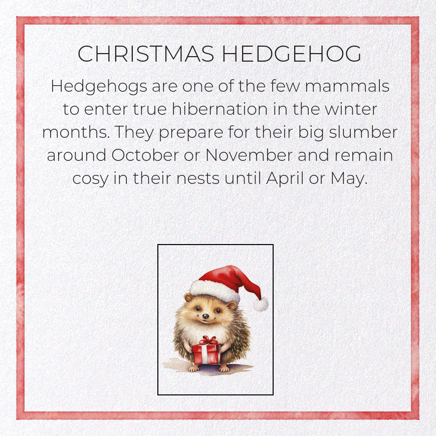 CHRISTMAS HEDGEHOG: Watercolour Greeting Card