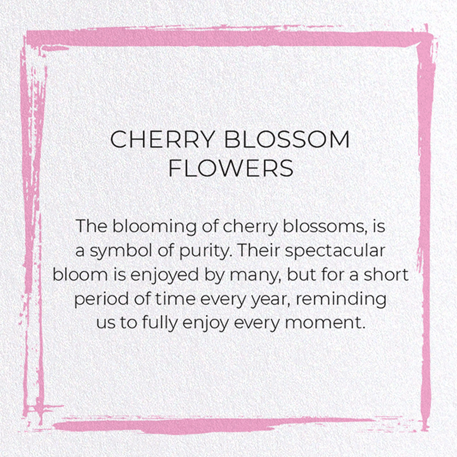 CHERRY BLOSSOM FLOWERS: Japanese Greeting Card
