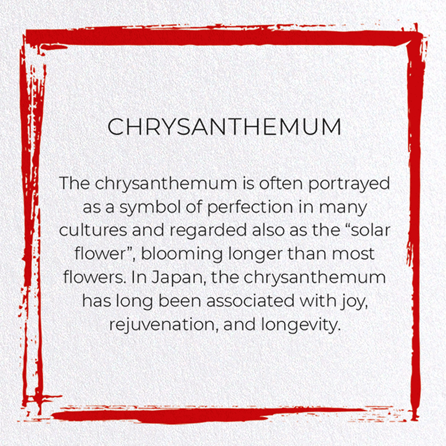 CHRYSANTHEMUM: Japanese Greeting Card