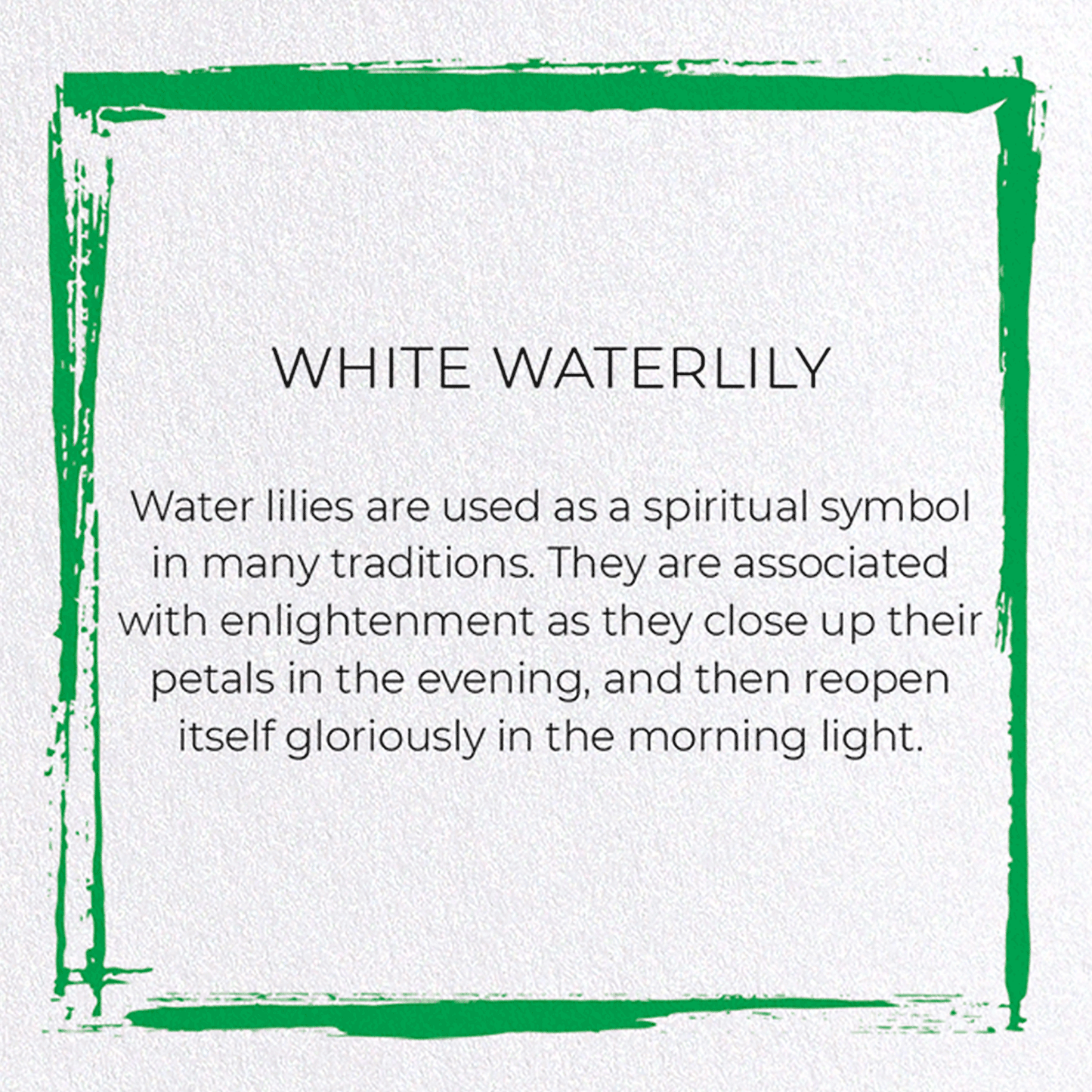 WHITE WATERLILY: Japanese Greeting Card