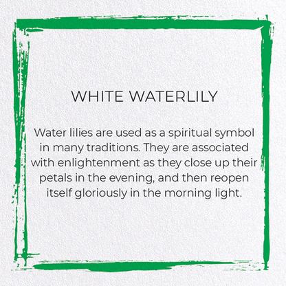WHITE WATERLILY: Japanese Greeting Card