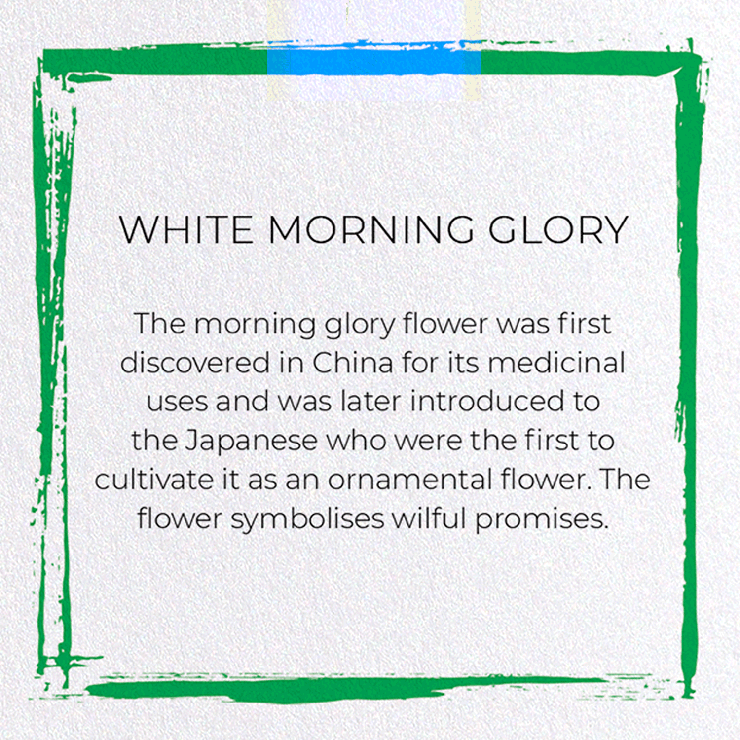 WHITE MORNING GLORY: Japanese Greeting Card