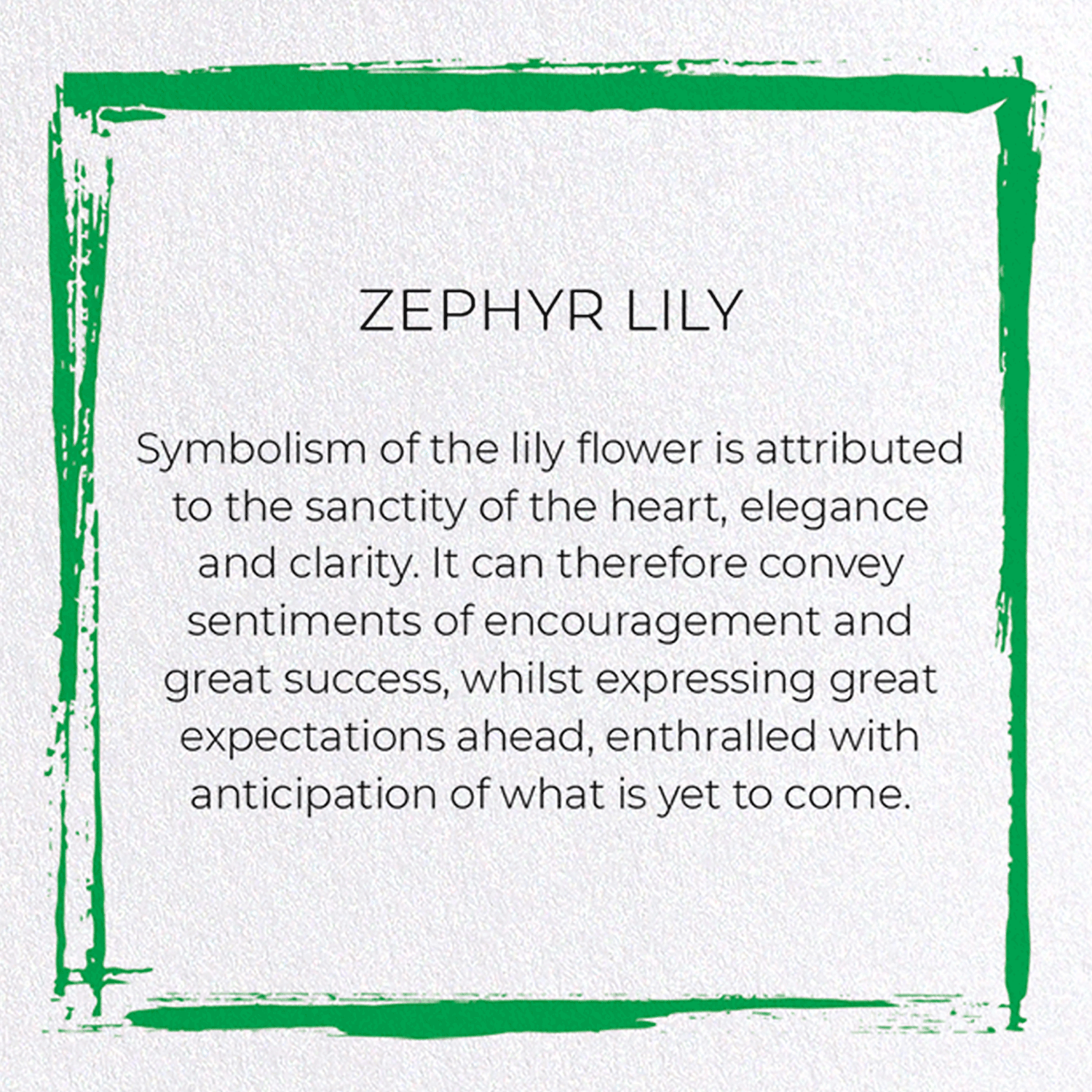 ZEPHYR LILY: Japanese Greeting Card
