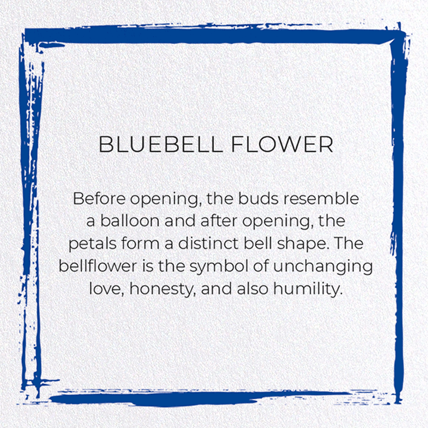 BLUEBELL FLOWER: Japanese Greeting Card