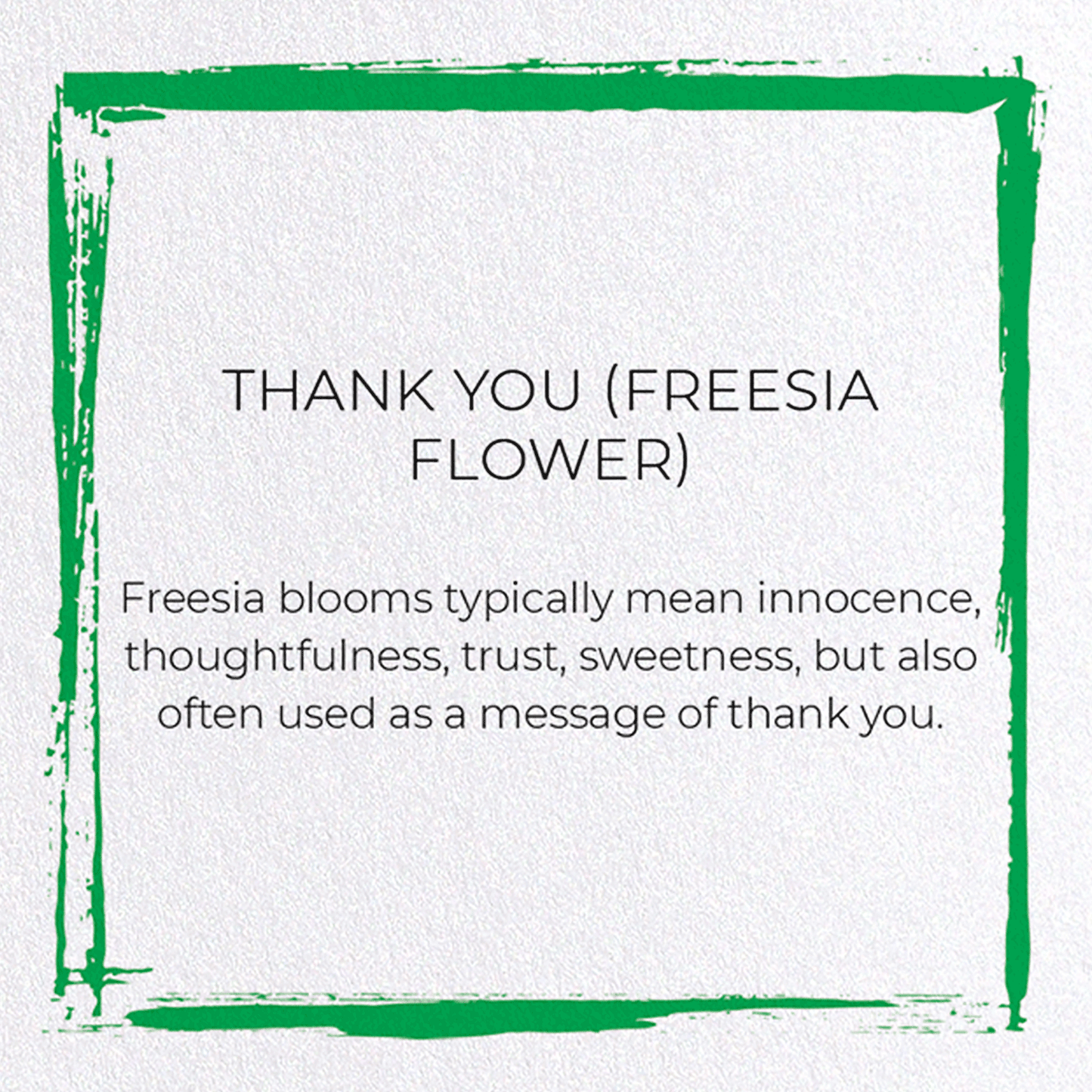 THANK YOU (FREESIA FLOWER): Japanese Greeting Card