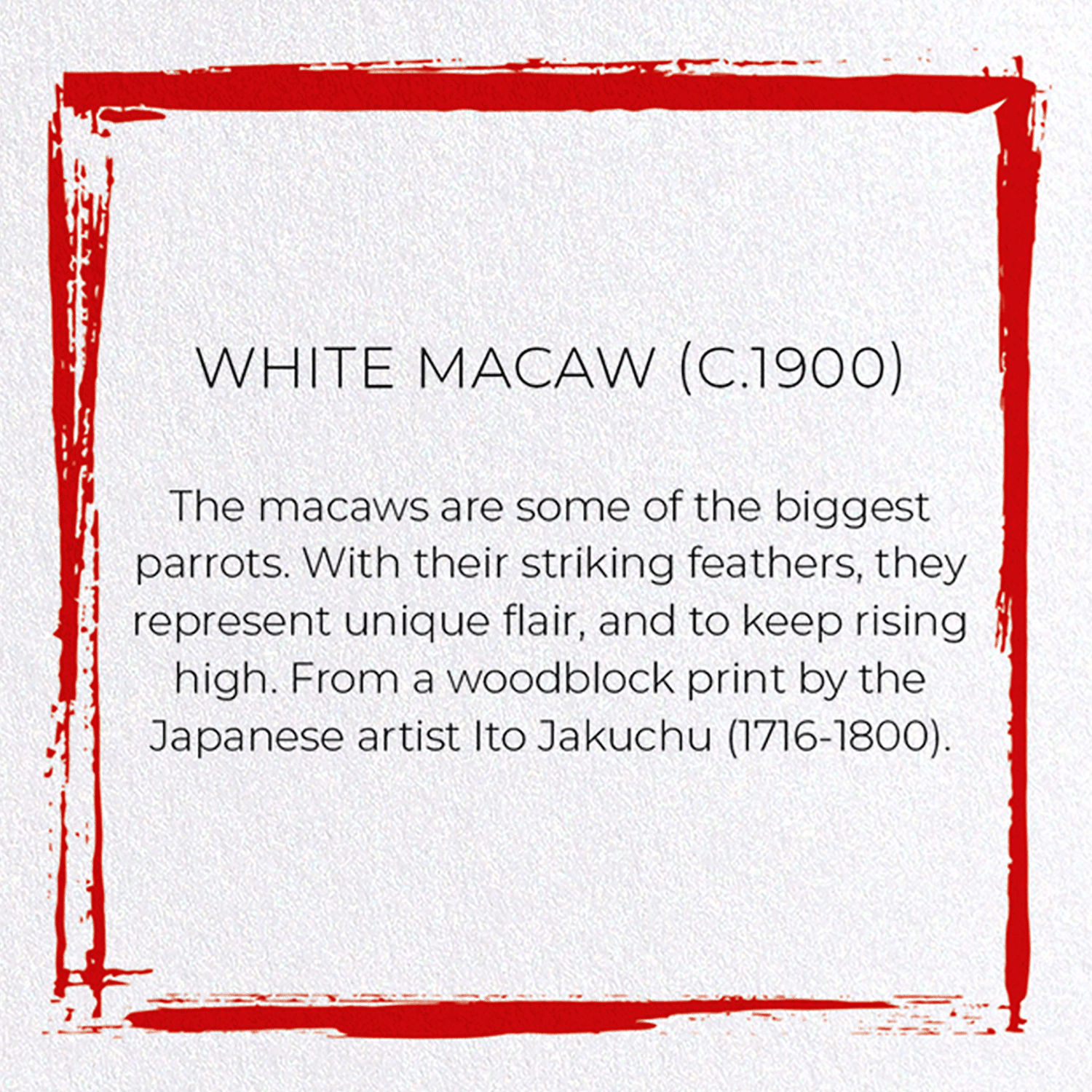 WHITE MACAW (C.1900): Japanese Greeting Card