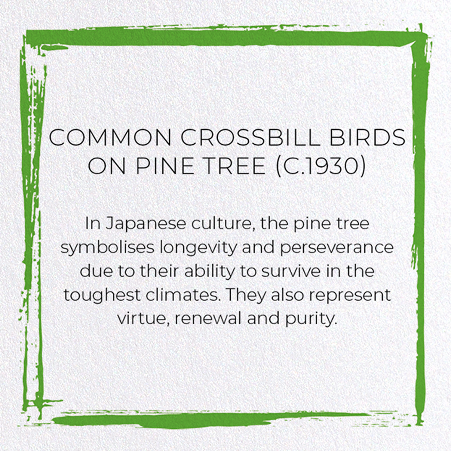 COMMON CROSSBILL BIRDS ON PINE TREE (C.1930): Japanese Greeting Card
