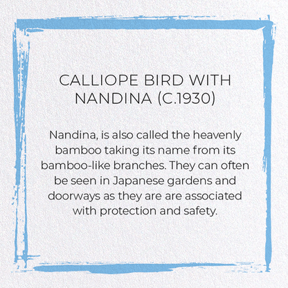 CALLIOPE BIRD WITH NANDINA (C.1930): Japanese Greeting Card