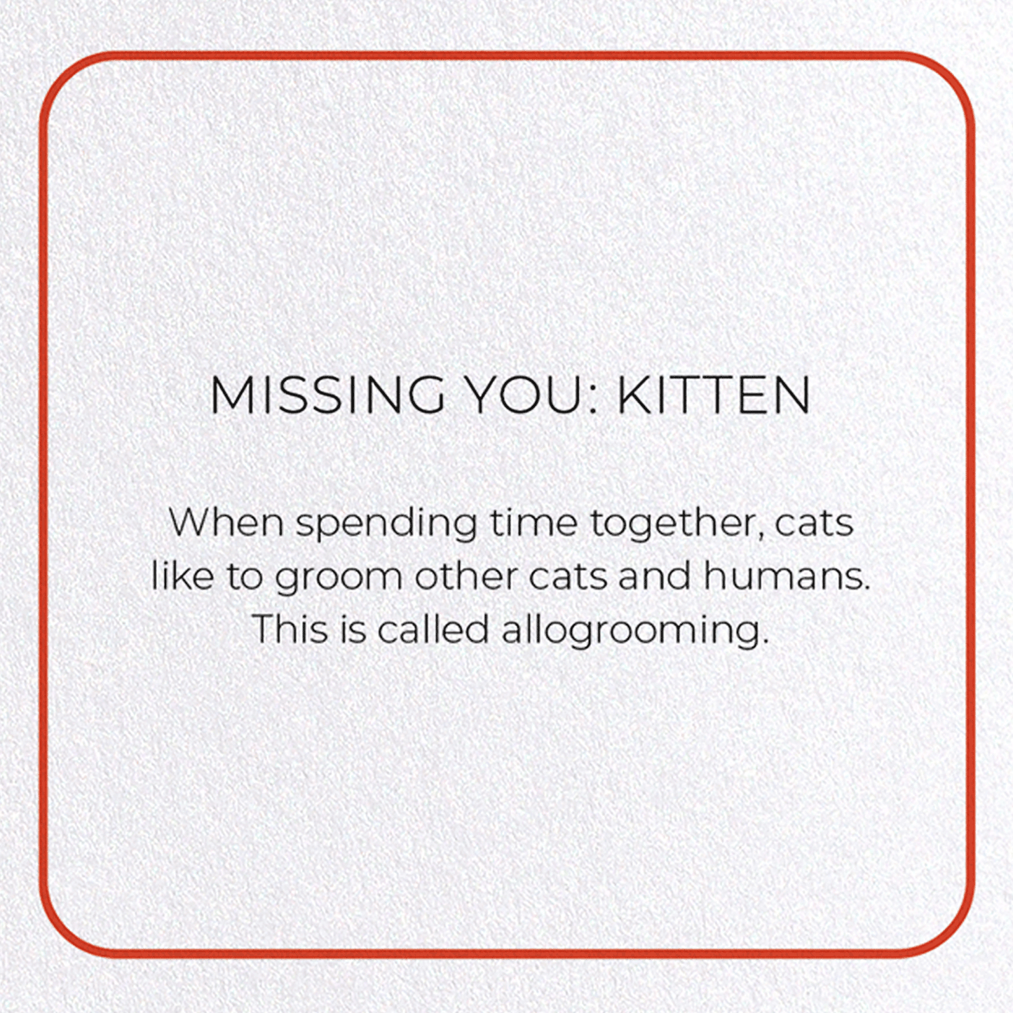MISSING YOU: KITTEN: Photo Greeting Card