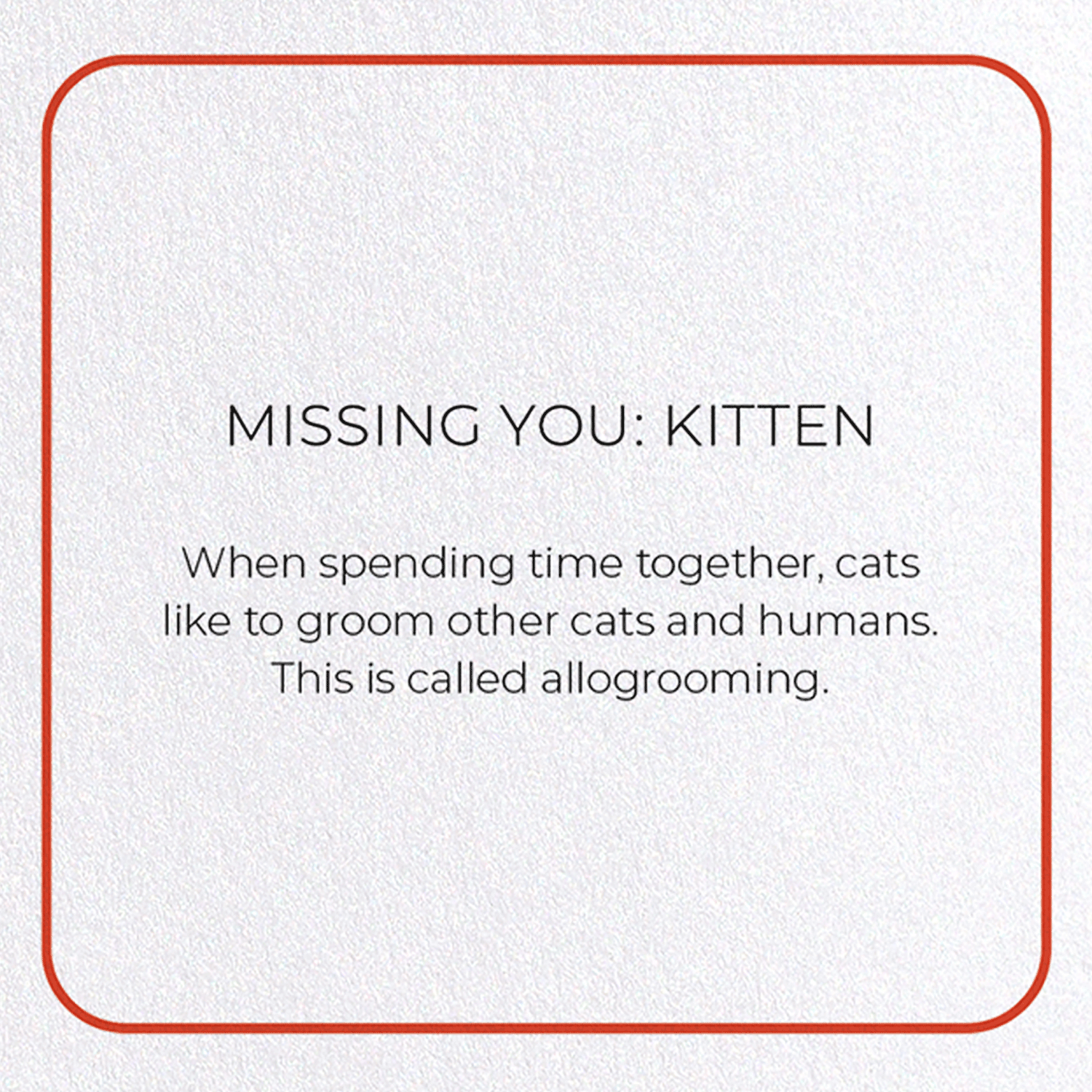 MISSING YOU: KITTEN: Photo Greeting Card