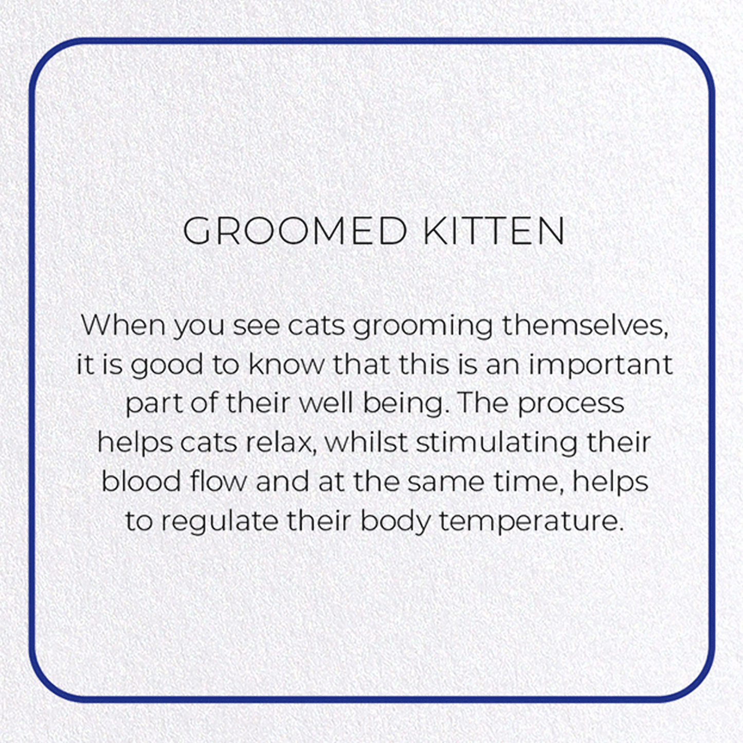 GROOMED KITTEN: Photo Greeting Card