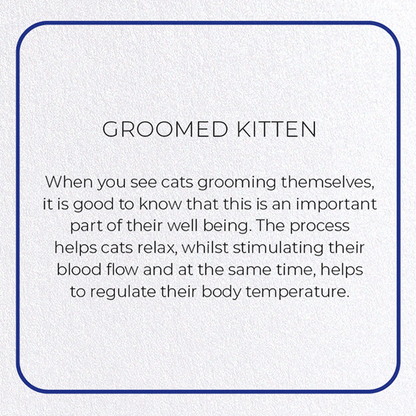 GROOMED KITTEN: Photo Greeting Card