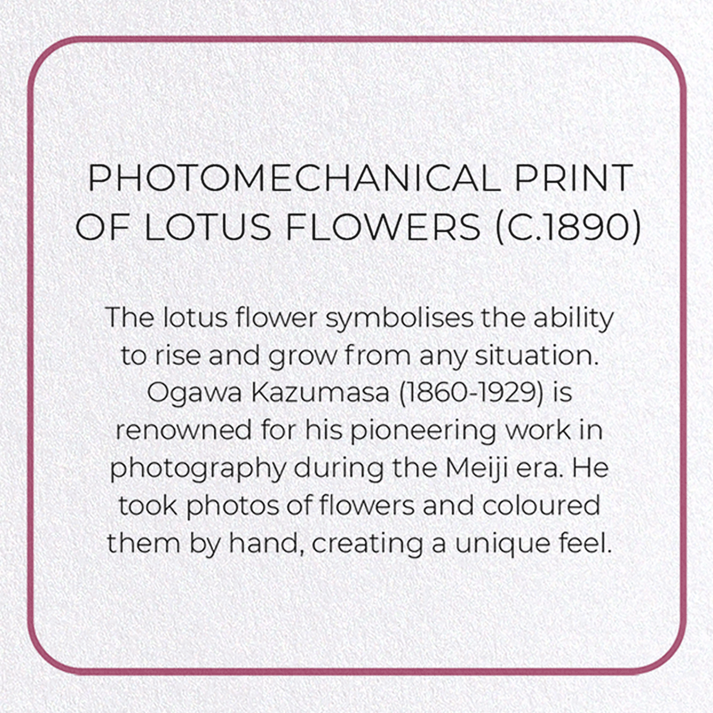 PHOTOMECHANICAL PRINT OF LOTUS FLOWERS (C.1890): Photo Greeting Card