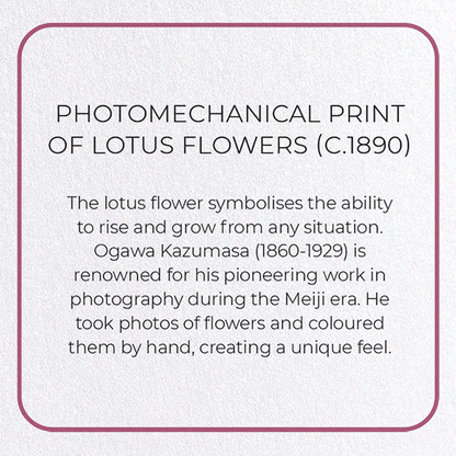 PHOTOMECHANICAL PRINT OF LOTUS FLOWERS (C.1890): Photo Greeting Card