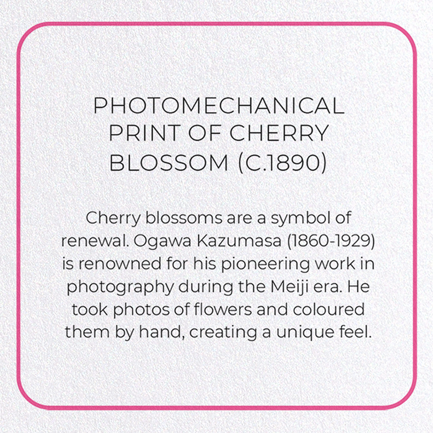 PHOTOMECHANICAL PRINT OF CHERRY BLOSSOM (C.1890): Photo Greeting Card