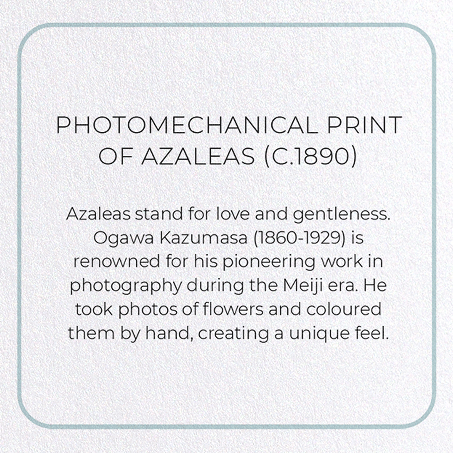 PHOTOMECHANICAL PRINT OF AZALEAS (C.1890): Photo Greeting Card