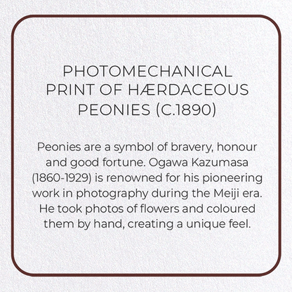 PHOTOMECHANICAL PRINT OF HÆRDACEOUS PEONIES (C.1890): Photo Greeting Card