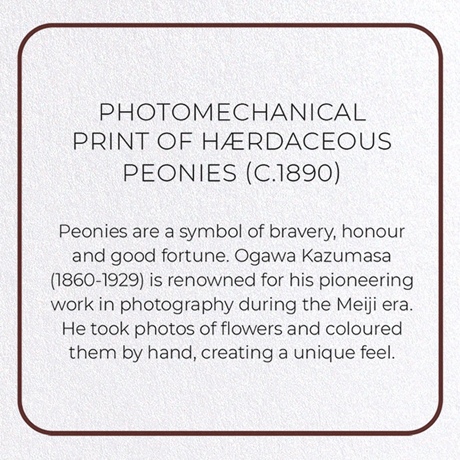 PHOTOMECHANICAL PRINT OF HÆRDACEOUS PEONIES (C.1890): Photo Greeting Card
