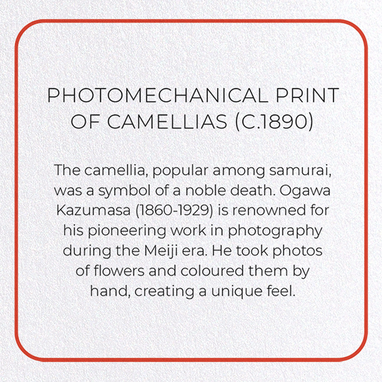 PHOTOMECHANICAL PRINT OF CAMELLIAS (C.1890): Photo Greeting Card