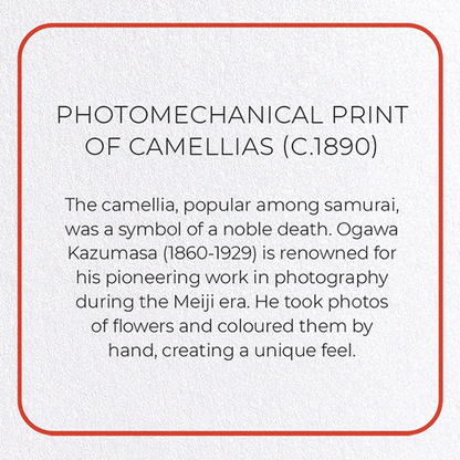 PHOTOMECHANICAL PRINT OF CAMELLIAS (C.1890): Photo Greeting Card