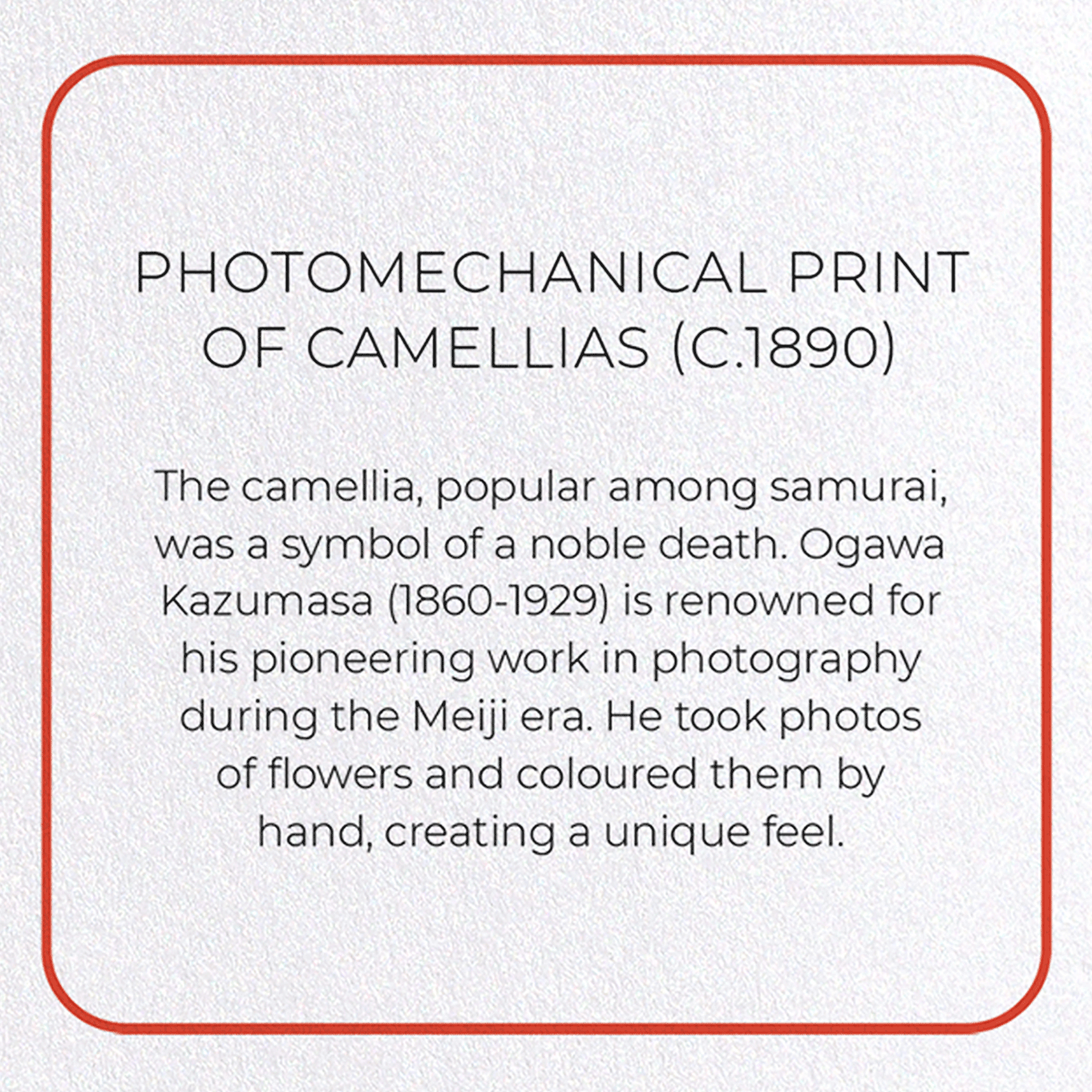 PHOTOMECHANICAL PRINT OF CAMELLIAS (C.1890): Photo Greeting Card