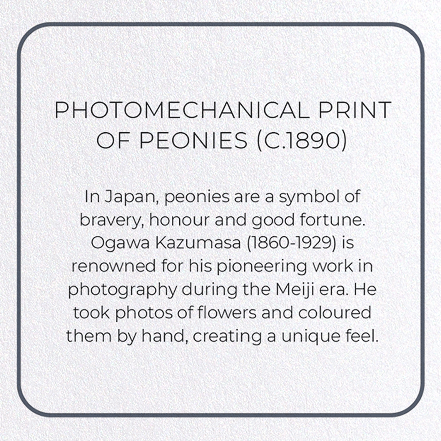 PHOTOMECHANICAL PRINT OF PEONIES (C.1890): Photo Greeting Card