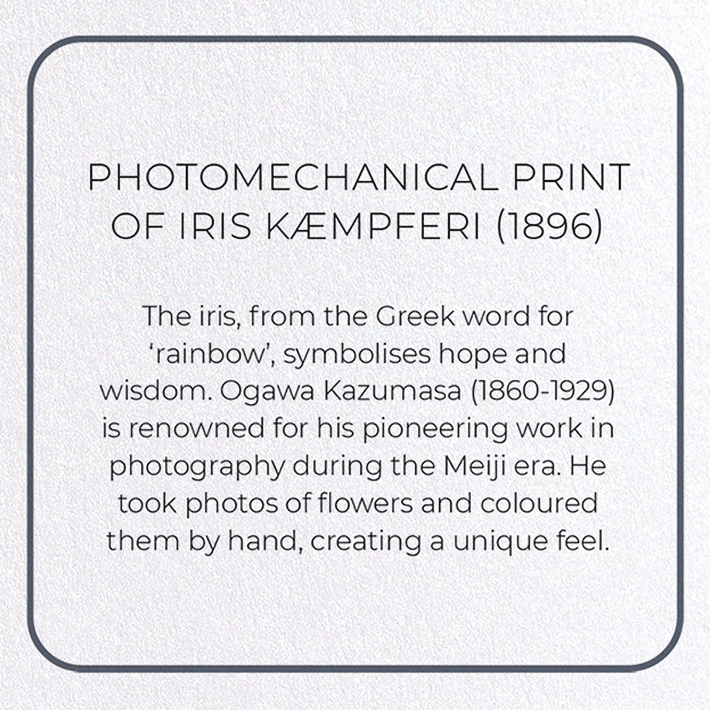 PHOTOMECHANICAL PRINT OF IRIS KÆMPFERI (1896): Photo Greeting Card