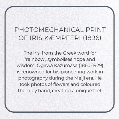 PHOTOMECHANICAL PRINT OF IRIS KÆMPFERI (1896): Photo Greeting Card