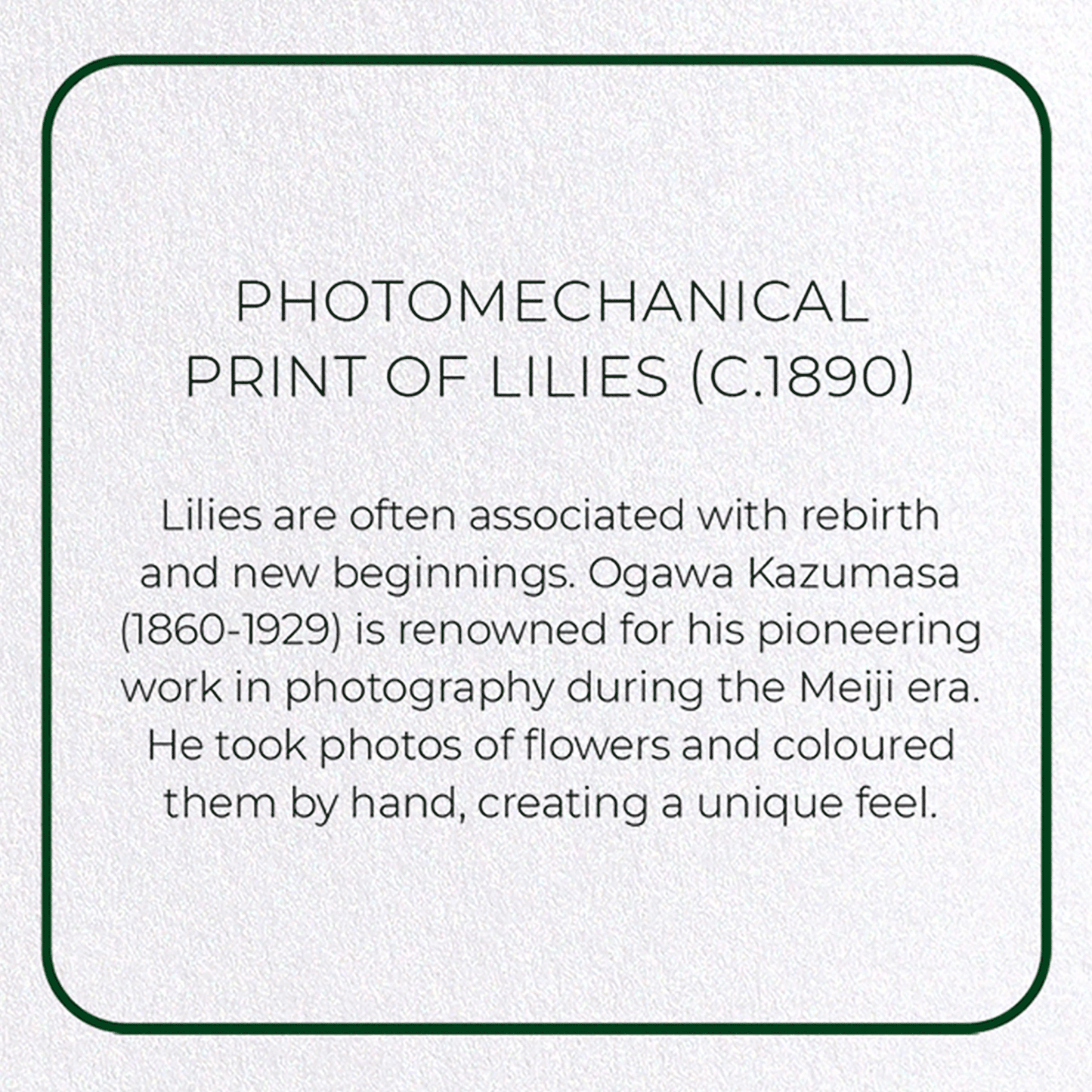 PHOTOMECHANICAL PRINT OF LILIES (C.1890): Photo Greeting Card