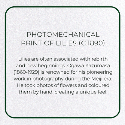 PHOTOMECHANICAL PRINT OF LILIES (C.1890): Photo Greeting Card